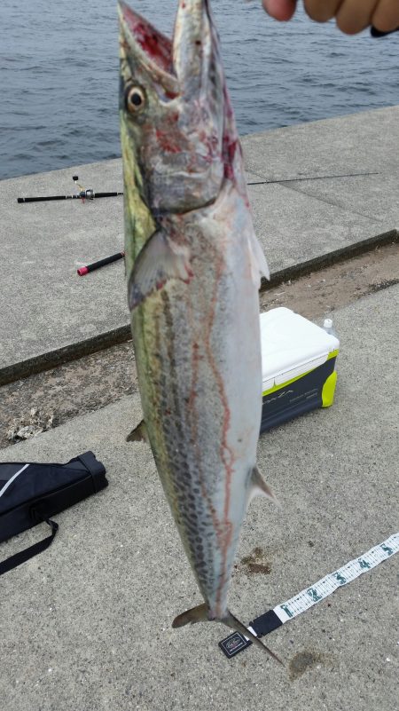 サワラ釣れてます！